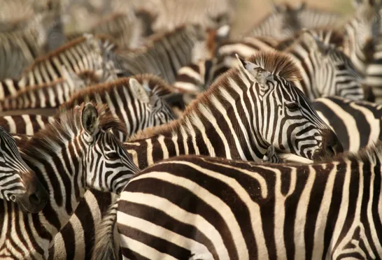 Zebraer i Masai Mara. Foto af Anders Stoustrup