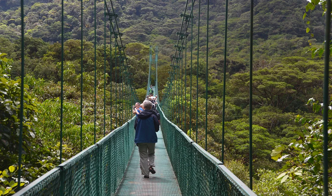 Vi går på en hængebro over trækronerne med grønt til alle sider. Foto Hanne Christensen