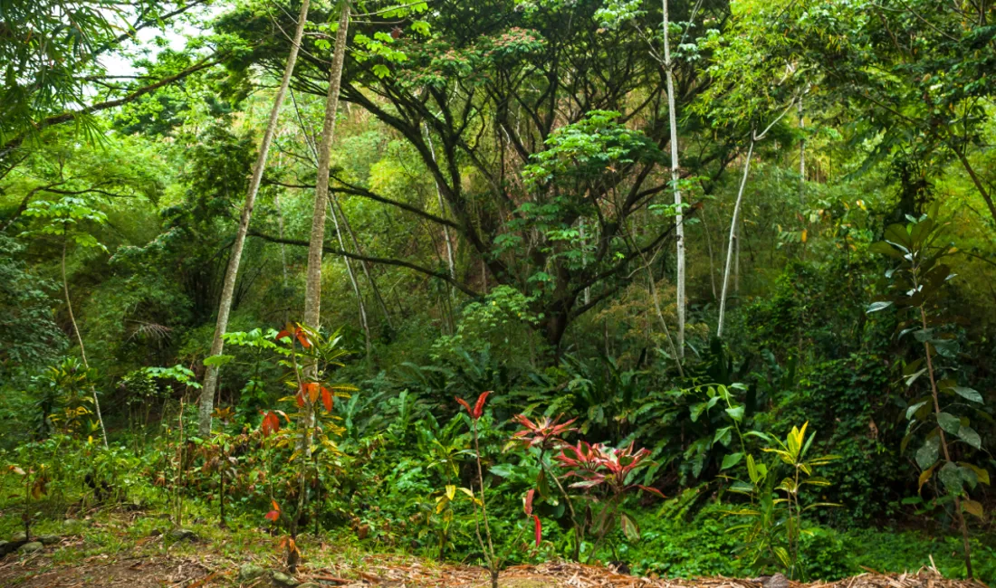 Trinidad og Tobago byder på frodige regnskove. Foto Viktors Farmor