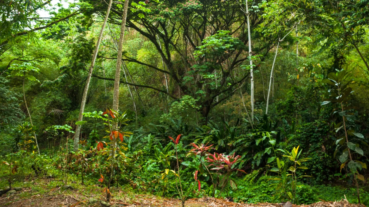 Trinidad og Tobago byder på frodige regnskove. Foto Viktors Farmor