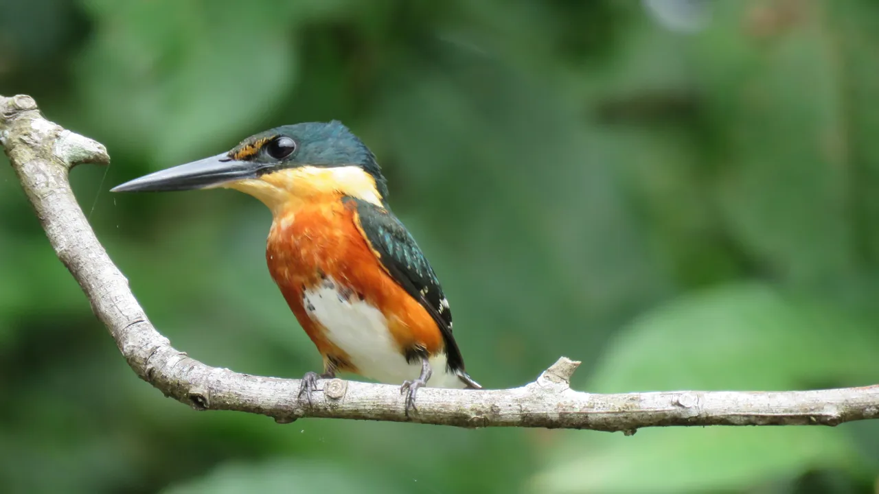 Costa Rica byder på et væld af forskellige og farverige fugle. Foto Viktor Gynther