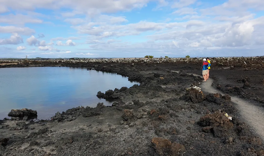 Husk at træde udenom havleguanerne, som nemt kan forveksles med de sorte vulkanske sten på Las Tintoreras. Foto Hanne Christensen