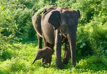 Udawalawe National Park er hjemsted for Sri Lanka’s største bestand af vilde elefanter. Foto Flemming Lauritsen