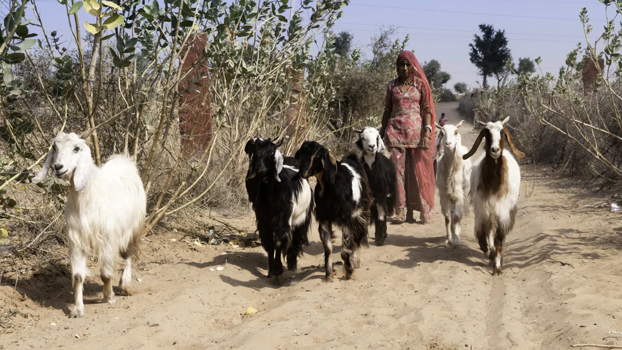 Vi oplever livet på landet i Rajasthan. Foto af Ida Refsgaard