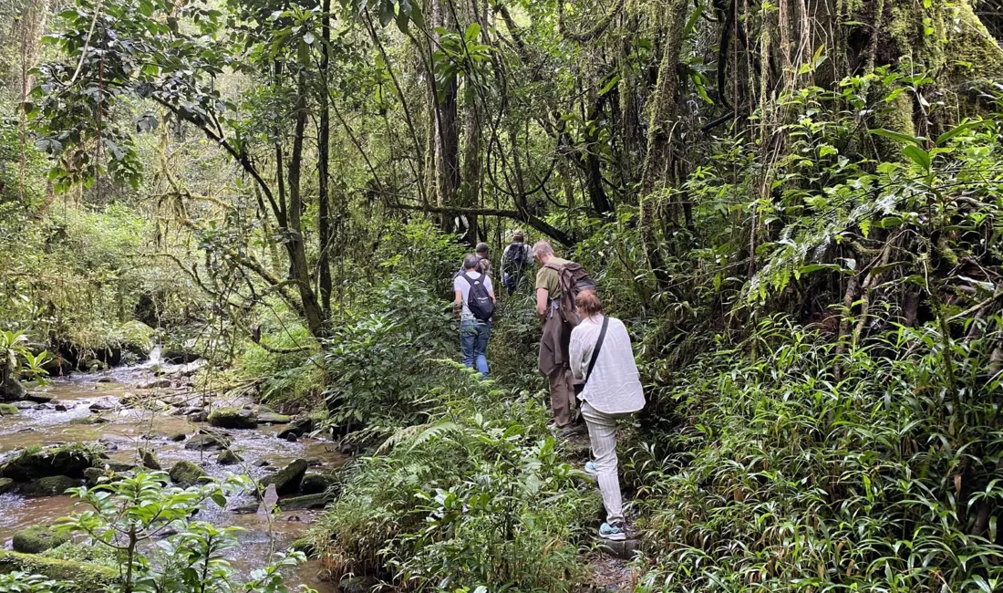 I Ranomafana nationalparken tager vi på vandretur i regnskoven. Foto Michael Høeg Andersen