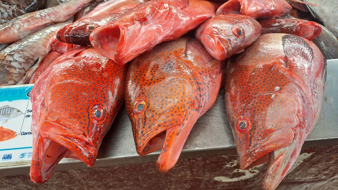 Der fanges mange typer fisk på Kap Verde. Foto Lene Bach Larsen