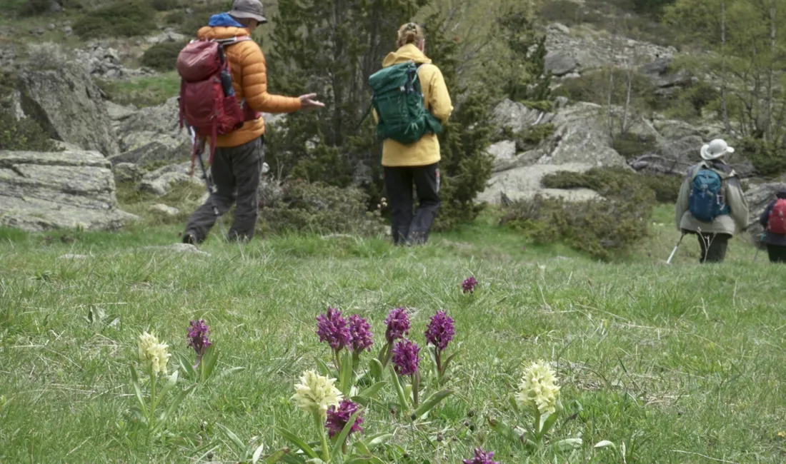 Vi støder på flere Alpine blomster under vandringerne. Foto Morten Lassen