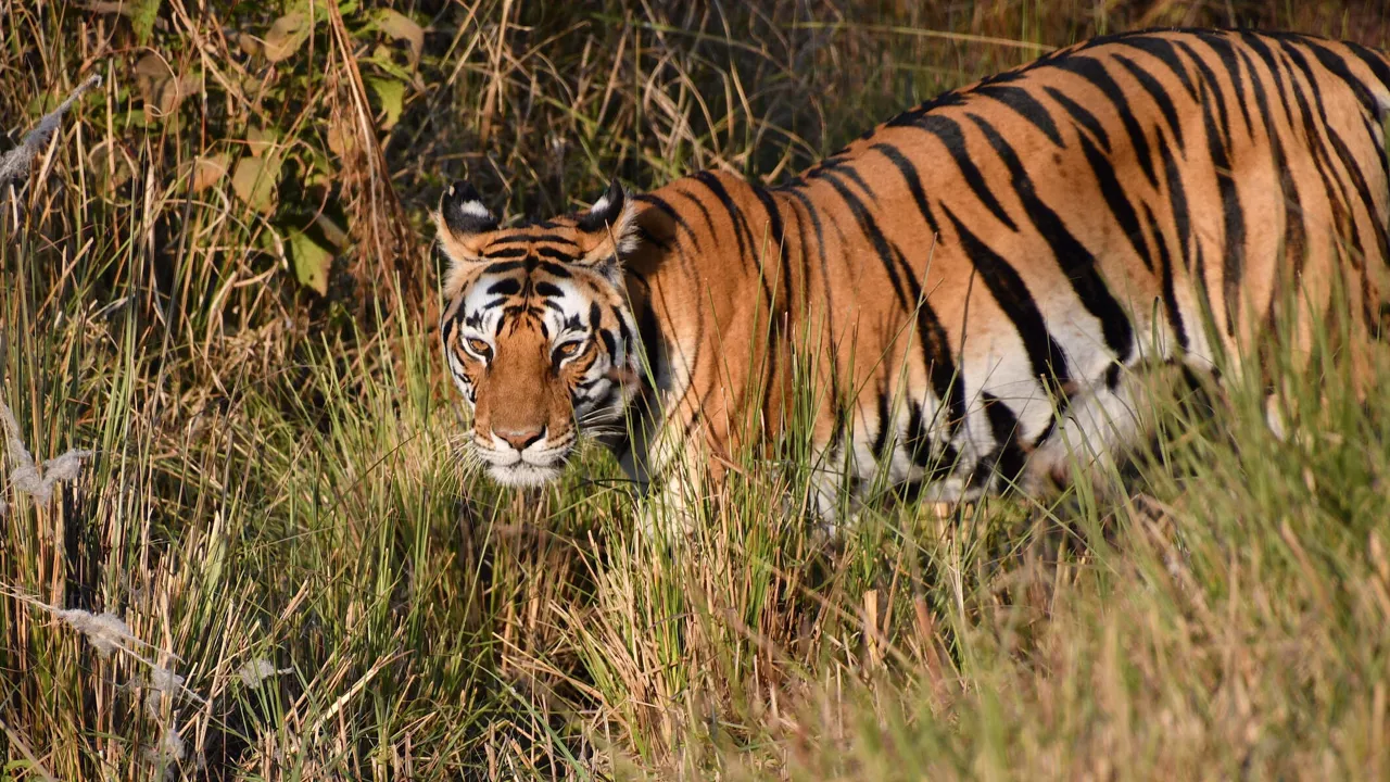 Vi tager på Safari Ranthambore på udkig efter tigere og skovens andre dyr. Foto af Hanne Christensen