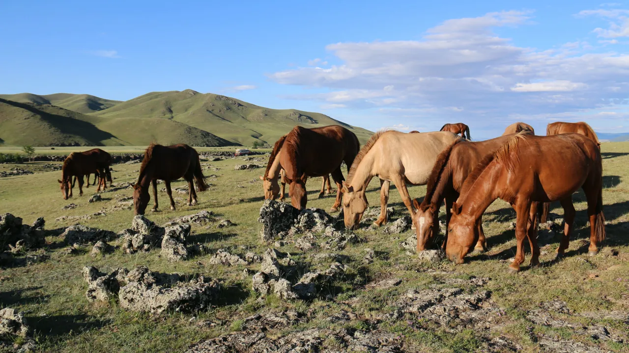 Hestene græsser frit på de store åbne vidder i Mongoliet. Foto Anja Schmidt