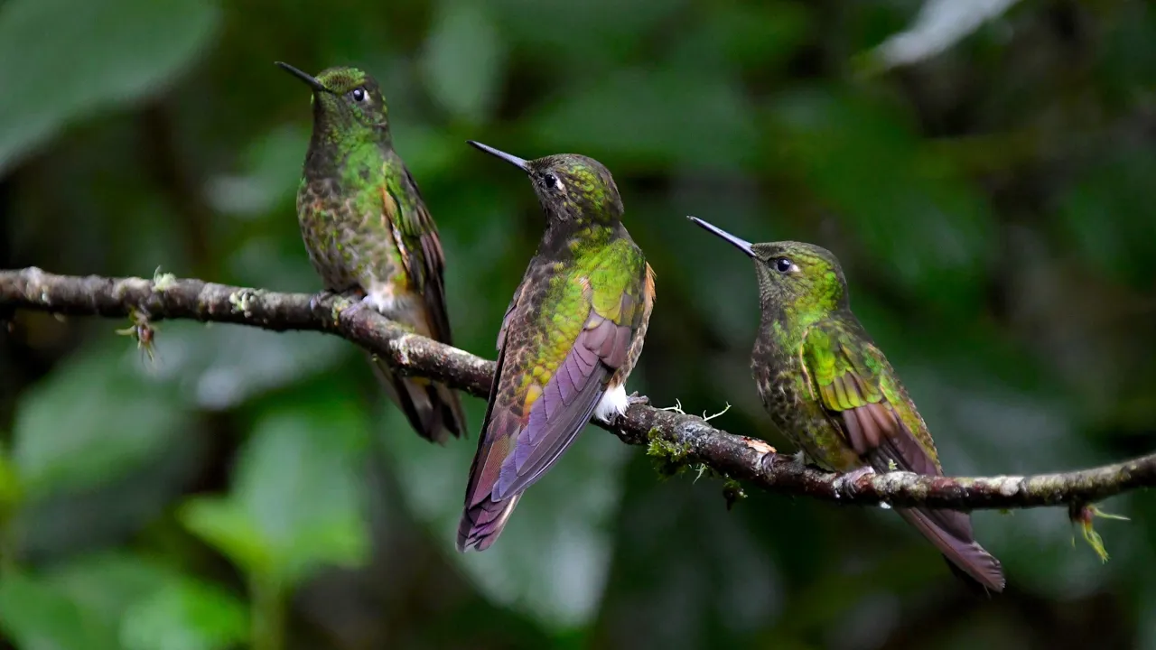 Vi har mulighed for at se flere forskellige arter af kolibrier. Foto Hanne Christensen