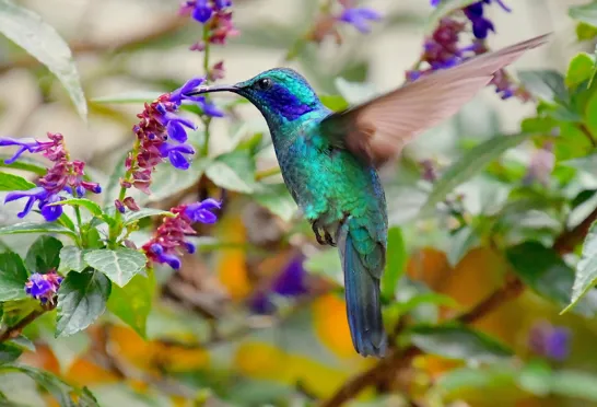 Den lille violetøre kolibri besøger ofte blomsterne i haven. Foto Hanne Christensen