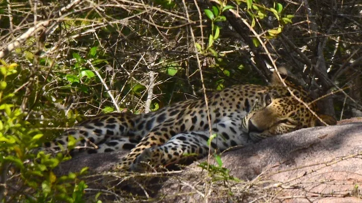 Den srilankanske leopard er en truet dyreart som vi kan være heldige at se på en rejse til Sri Lanka. Foto Hanne Christensen