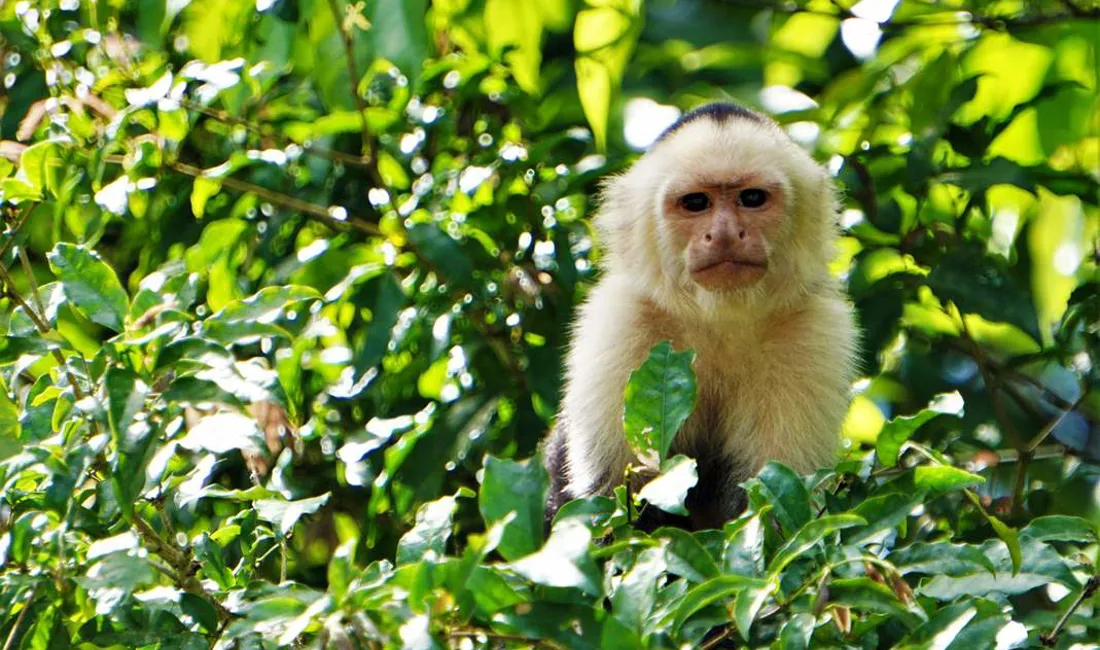 Kapucineraber er udbredt i Mellem og Sydamerika og er ofte meget nysgerrige.  Foto Kathrine Svejstrup