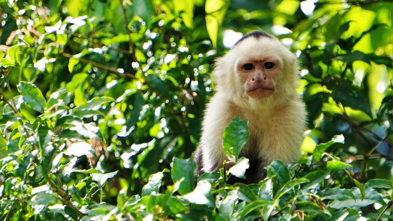 Kapucineraber er udbredt i Mellem og Sydamerika og er ofte meget nysgerrige.  Foto Kathrine Svejstrup