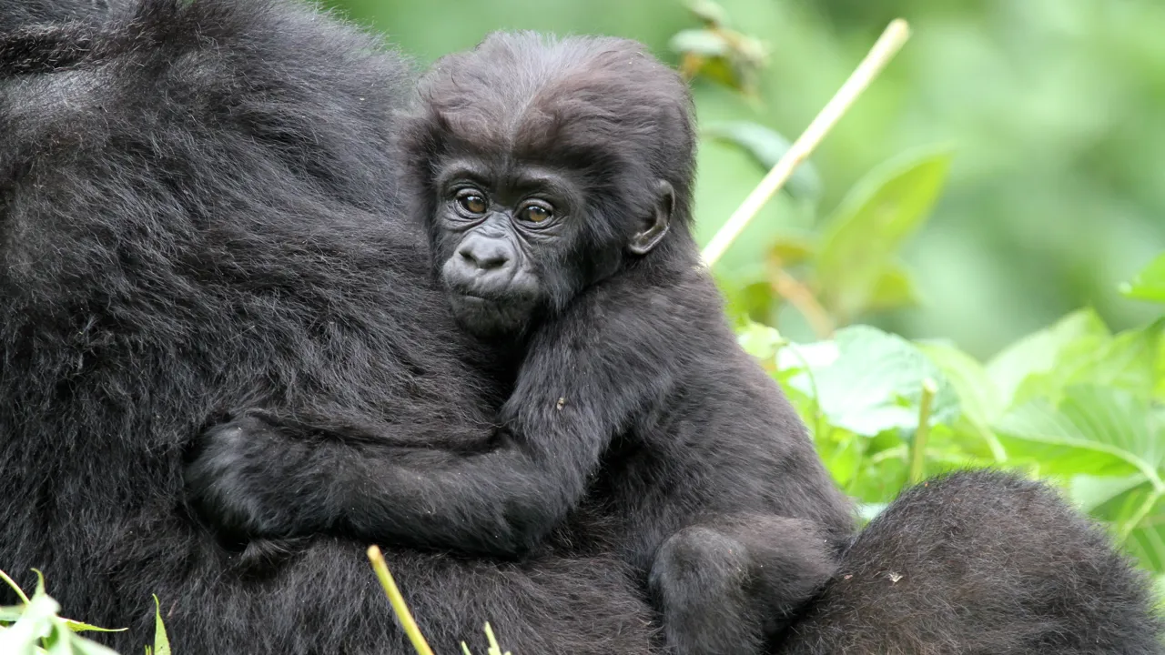 Gorilla med 3 måneder gammel baby set på trekking i Uganda. Foto Erik Hermansen