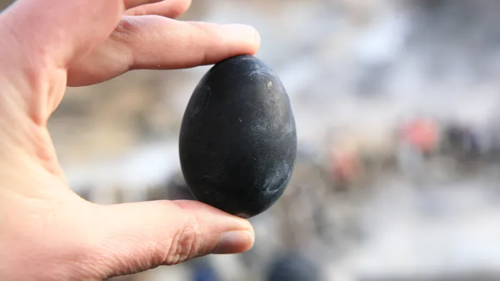 Sorte æg tilberedt i den vulkanske undergrund siges at forlænge ens liv. Foto Anders Stoustrup 
