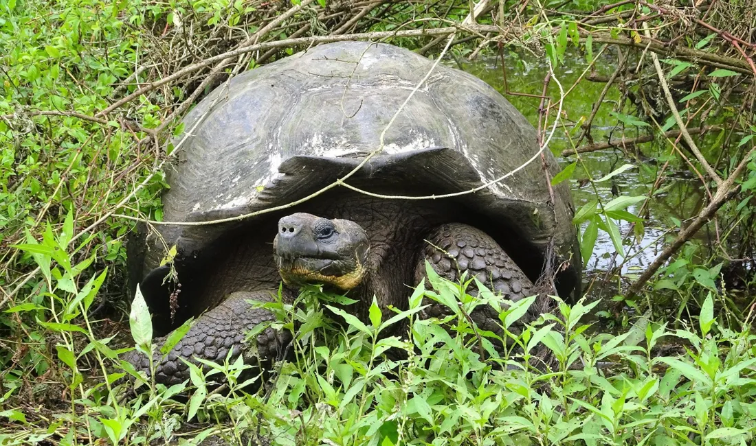 Den storslåede kæmpeskildpadde er vel nærmest ikonisk for Galapagos. Foto Lea Nielsen