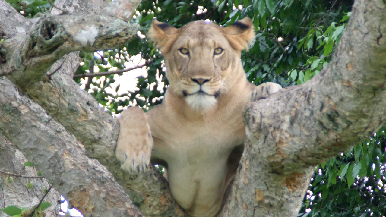 En klatrende løve har et godt overblik i Ishasha, Queen Elisabeth nationalparken. Foto Michael Andersen