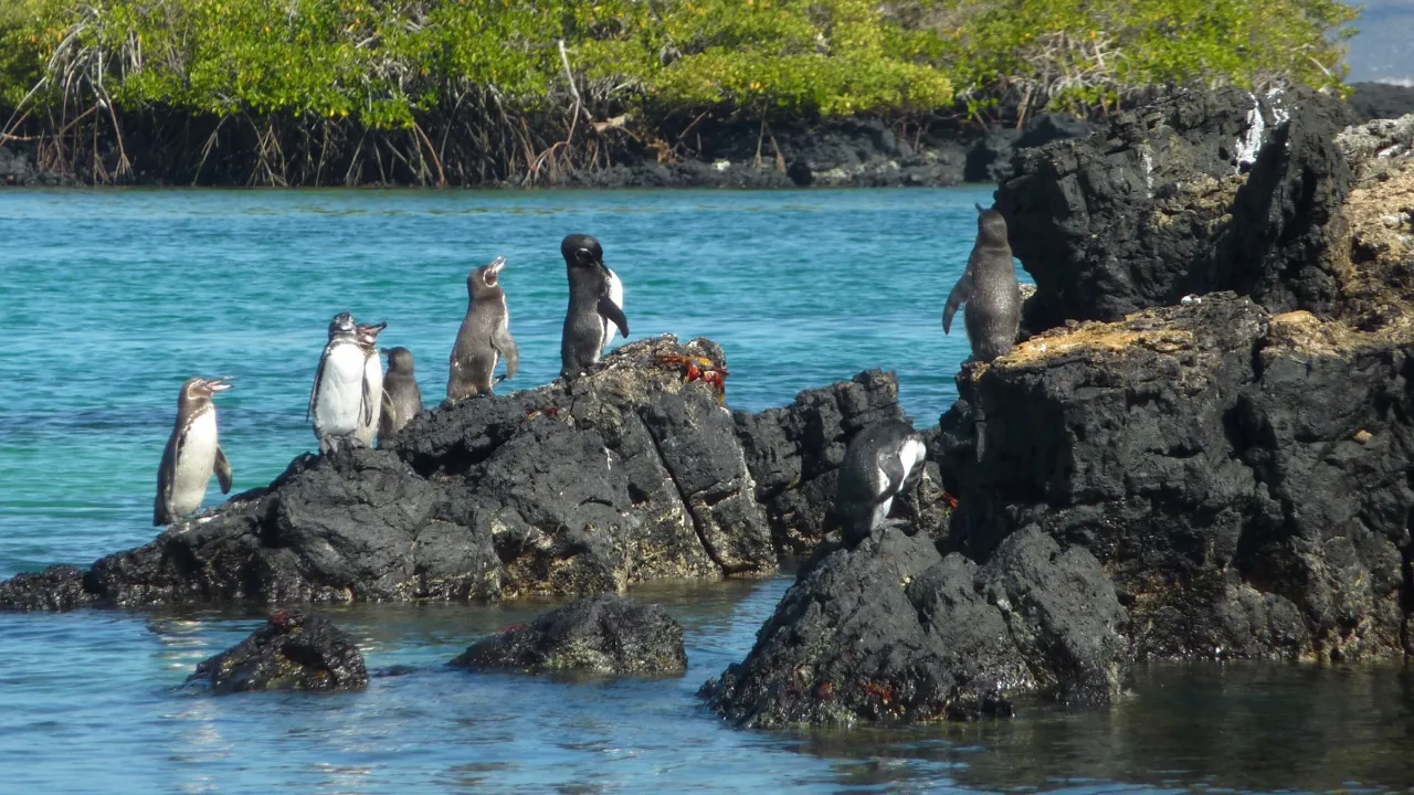 Galapagospingvinen er den eneste pingvinart, der også lever nord for ækvator.