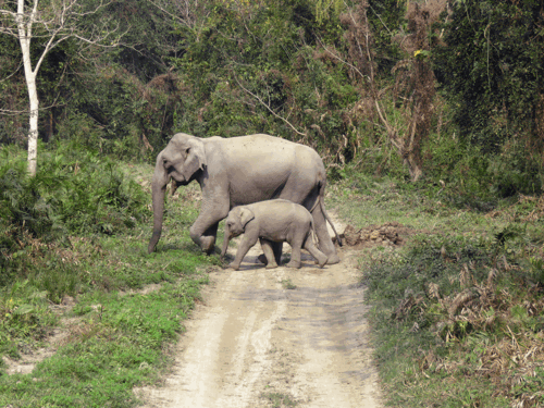 Elefanter yngler bl.a. i Manas National Park på vores rejse i Indien. Foto Viktors Farmor