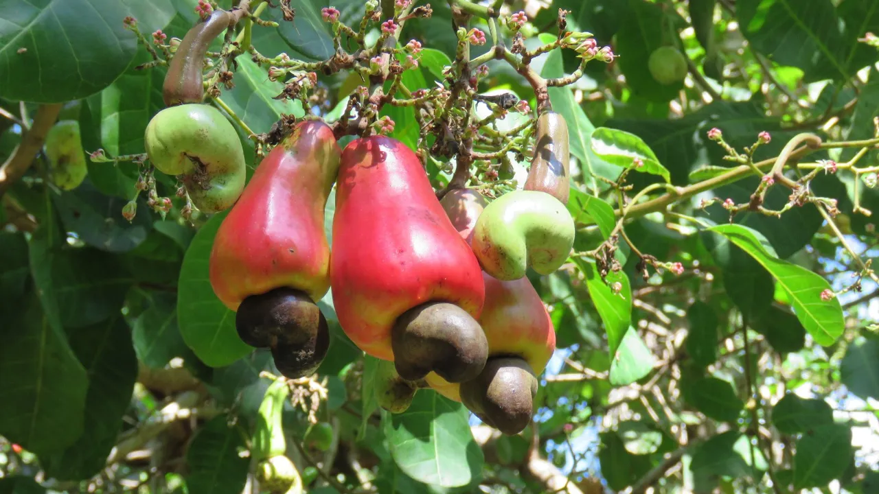 Cashewnødder vokser sammen med det, der kaldes cashew-frugten. Foto Kirsten Gynther Holm