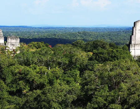 Pyramiderne på Grand Plaza og tempel 5 hæver sig over junglens tag ved Tikal. Foto Anders Stoustrup