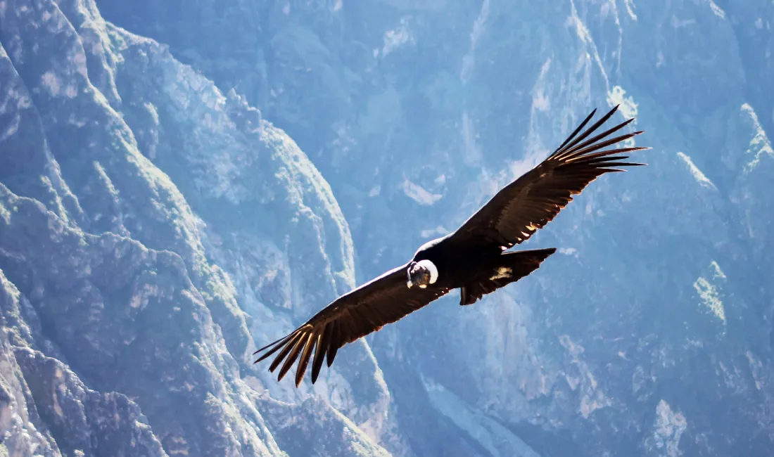 Kondoren svæver majestætisk over Colca Canyon. Foto Tove Hjortdahl