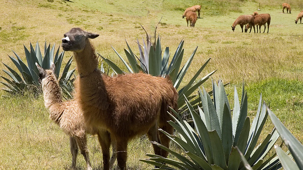 Normalt spytter lamaen ikke på folk, men når den gør, er det bemærkelsesværdigt præcist. Foto Søren Bonde