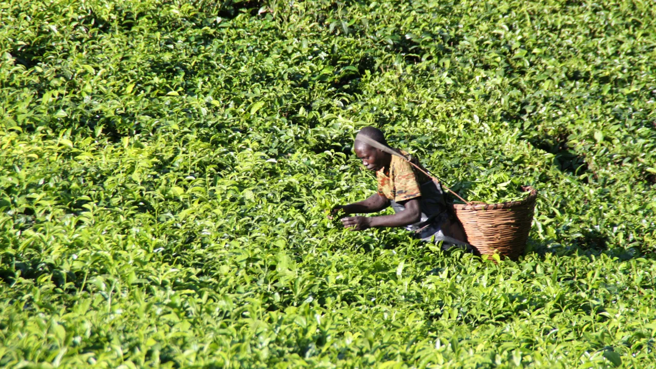 Teplukkeren er  i fuld sving på vejen mellem Kibale og Queen Elisabeth Nationalpark. Foto Michael Andersen