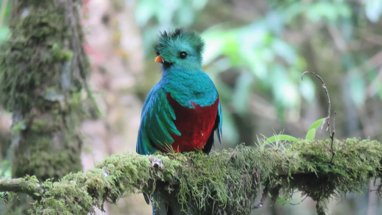 Quetzalen er berømt for sin smukke farve og havde en stor ceremoniel betydning for mayaerne. Foto Viktor Gynther