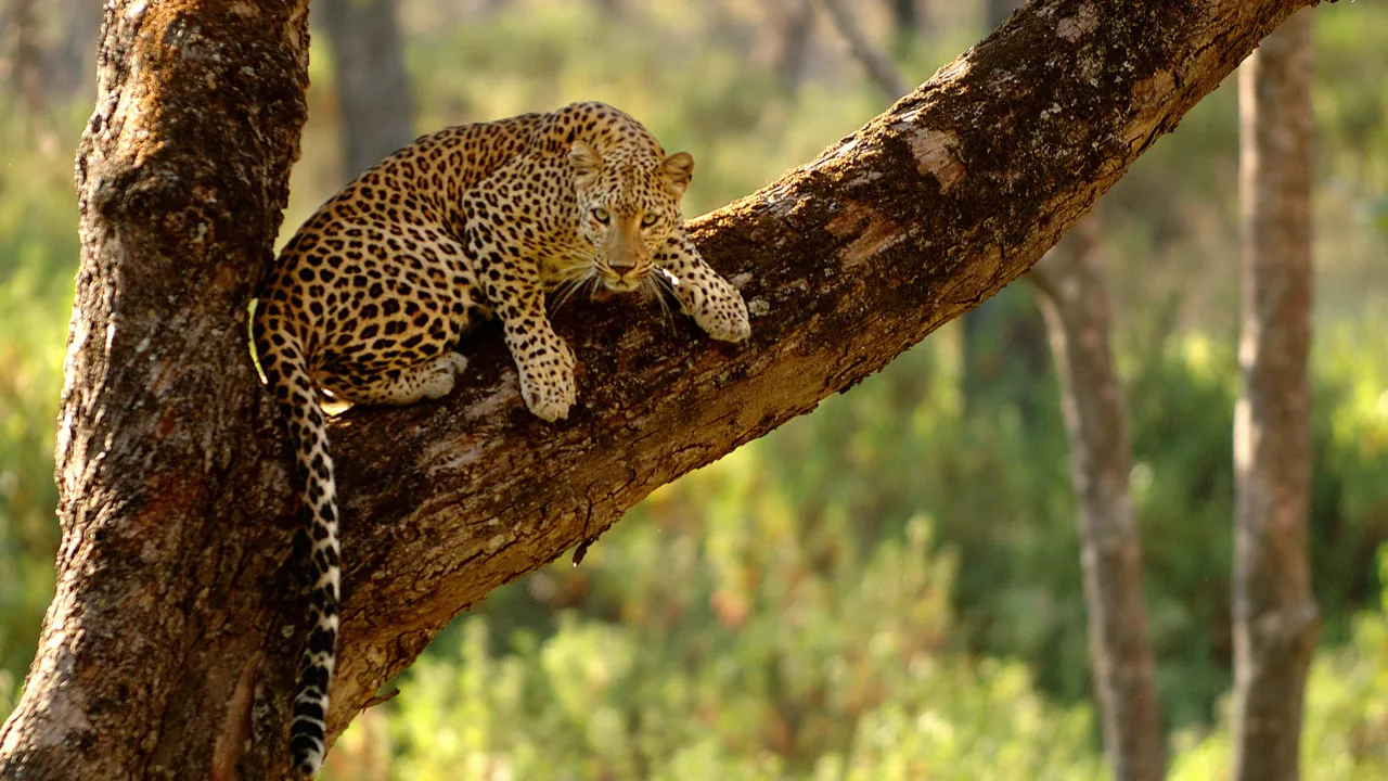 Vi kigger efter leoparder i Jawai Bandh. Foto Viktors Farmor