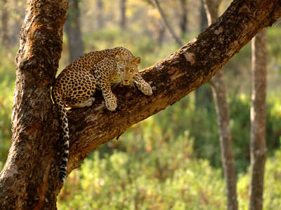 Vi kigger efter leoparder i Jawai Bandh. Foto Viktors Farmor