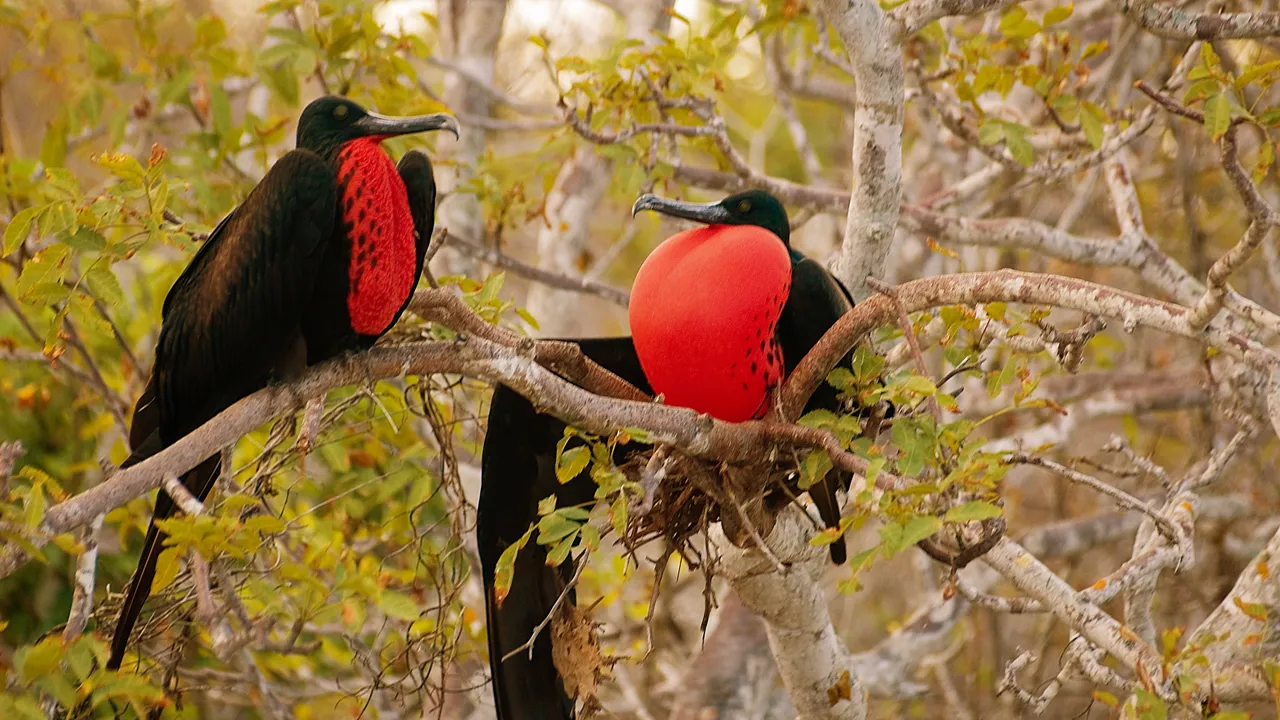 Fregatfugle-hannens røde strubepose kan pustes op til ca. 20 gange sin oprindelige størrelse. Foto Søren Bonde