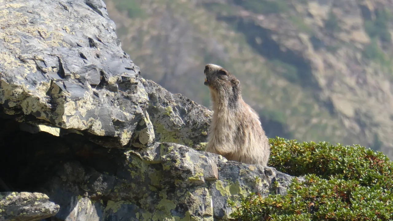 Hvis vi er heldige, kan vi spotte alpemurmeldyr på vores vandringer. Foto Michael Høeg Andersen