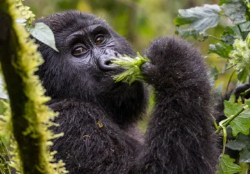 De utrolige bjerggorillaer i Bwindi Nationalpark på gorilla tracking. Foto Viktors Farmor