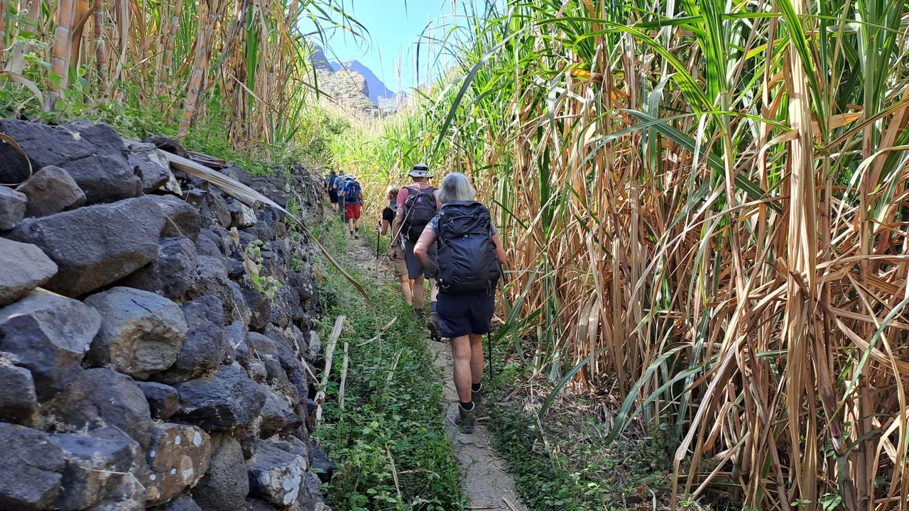 Vi kommer helt tæt på de mange sukkerrør, når vi vandrer i området ved Ponta do Sol. Foto Lene Bach Larsen