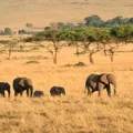 Afrika