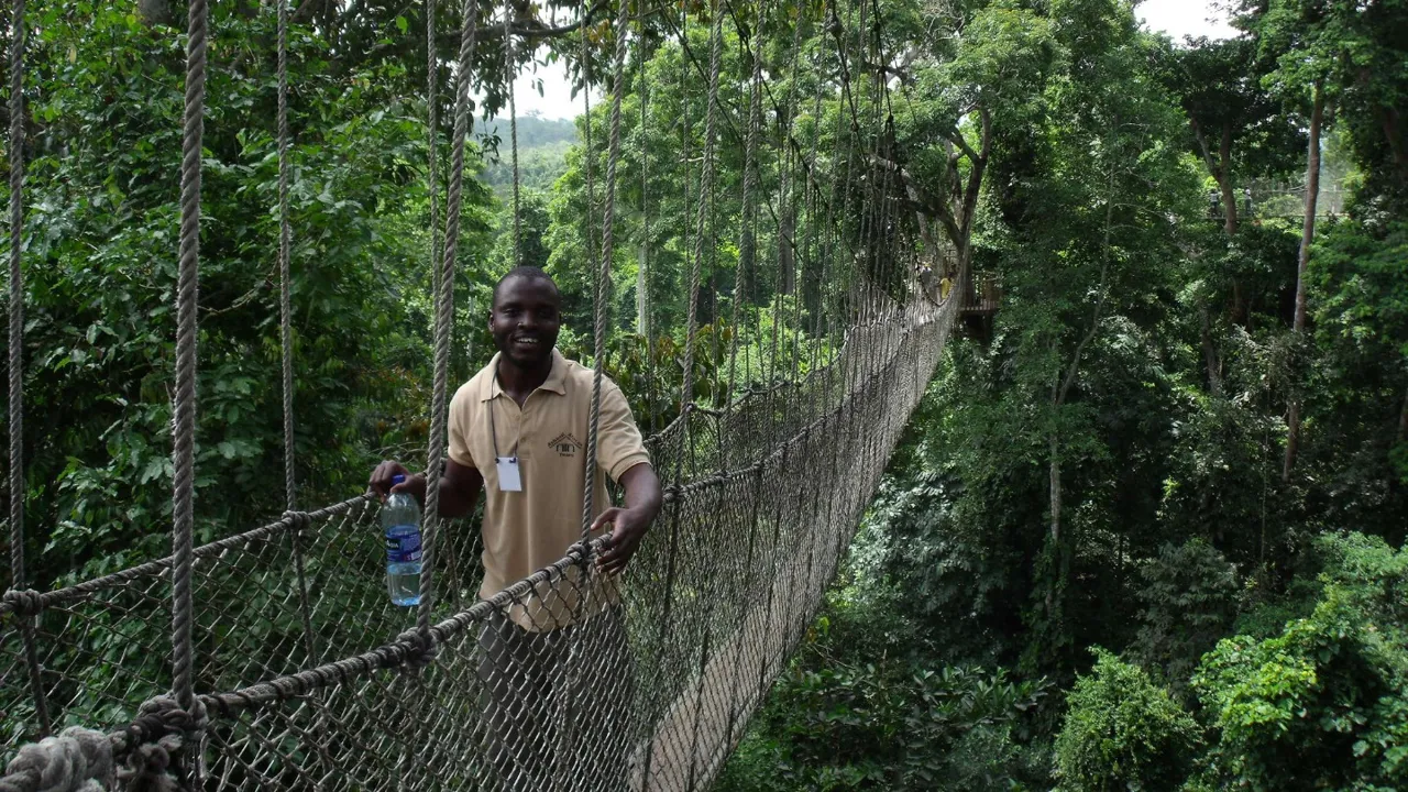 Kakum National Park, 330 meter lang hængebro med udsigt til fugle, sommerfugle og aber. Foto Viktors Farmor