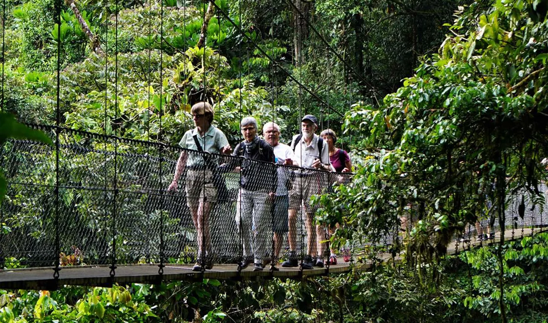 I (Costa Rica) vandrer vi på gangbroer gennem regnskoven. Foto Kathrine Svejstrup