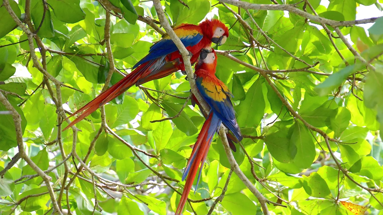 Scarlet Macaw er social og holder sammen i familiegrupper. Foto Hanne Christensen
