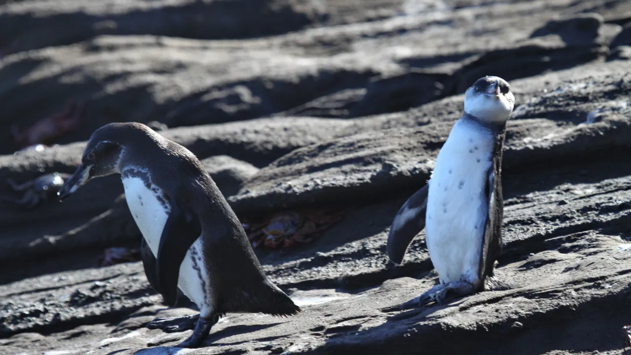 Vi besøger øen Isabela i Galapagos, hvor vi kan se pingviner. Foto Claus Bech