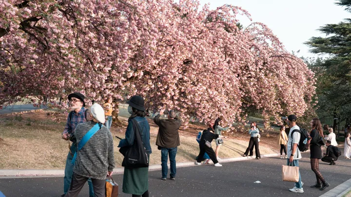 Kirsebærtræerne i blomst er et smukt syn, når man rejser i Tokyo. Foto Viktors Farmor